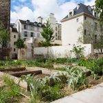 A healthy community garden with planter boxes surrounded by homes and buildings