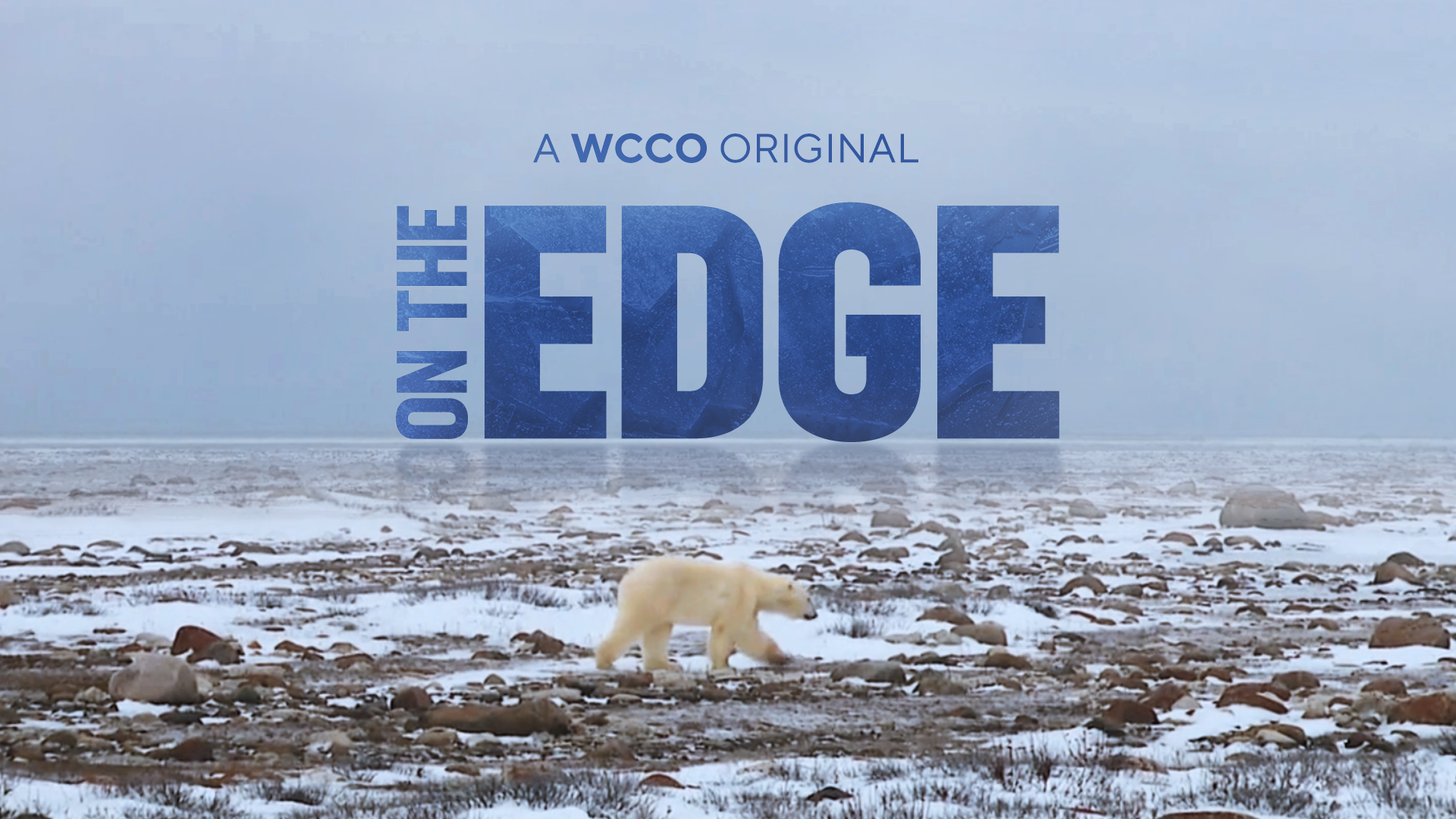 A lone polar bear walks across a barren, snow-dusted Arctic shoreline scattered with rocks. Above the horizon, large blue text reads “ON THE EDGE,” with smaller text above it saying “A WCCO ORIGINAL.” The scene feels cold, quiet, and stark, emphasizing isolation and vulnerability in a changing landscape.