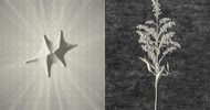 A grayscale image split in half: the left side features a star-like shape and radiating light; the right side has a textured background with a delicate botanical illustration.