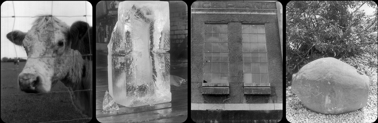 Composite image containing four black-and-white photographs arranged horizontally. From left to right: a close-up of a cow standing behind a wire fence, a rectangular block of ice standing upright, a brick building exterior with two tall windows, and a large rounded boulder surrounded by vegetation.
